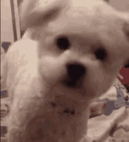 With the city of angels singing on ¦ Florrissandre  - Page 2 Bichon-cute