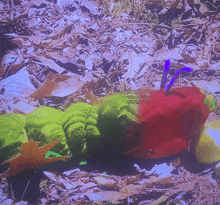 a green and red caterpillar is laying on the ground with leaves