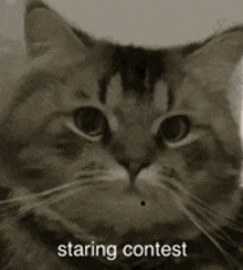 Cat Staring GIF - Cat Staring Staring Cat GIFs
