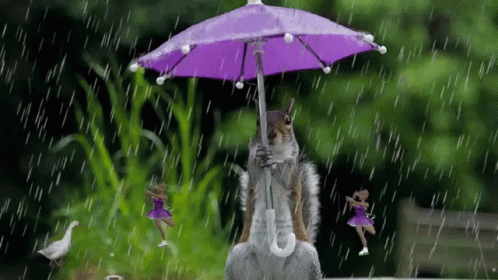 Squirrel Raining GIF - Squirrel Raining Good Morning - Discover & Share GIFs