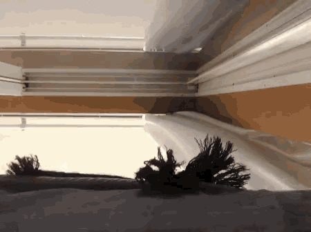 Mesemoa GIF - Mesemoa GIFs