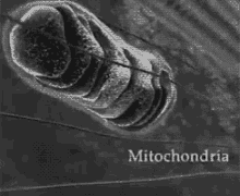 Mitochondria GIF - Mitochondria Cell GIFs