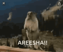Areesha GIF - Areesha GIFs