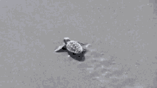Sea Baby Turtle GIF - Sea Baby Turtle Waves GIFs