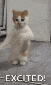 a white and orange cat is standing on its hind legs and dancing .