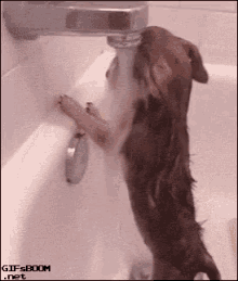 Bath Dog GIF - Bath Dog Cute GIFs