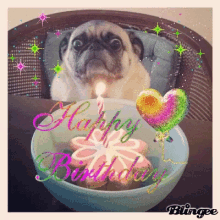 Pug Happy Birthday GIF - Pug Happy Birthday Birthday Cake GIFs