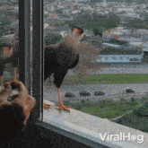 Feeding A Hawk Hawk GIF - Feeding A Hawk Hawk Viralhog GIFs