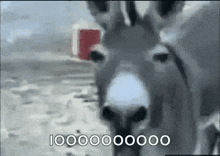 donkey laugh