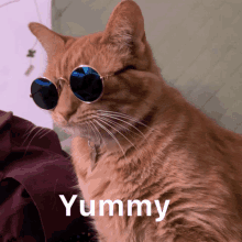 So Yummy Cat GIF - So Yummy Cat Glasses GIFs