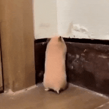 Hamster Caught In 4k Meme GIF - Hamster Caught In 4k Meme Caught GIFs