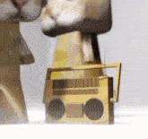 Dancingcat Dance GIF - Dancingcat Dance Cat GIFs