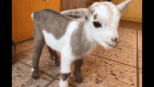 Mini Goat GIF