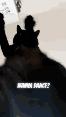 Wanna Dance GIF - Wanna Dance Mateo GIFs