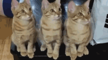 Yes, Go On GIF - Cats Kittens Nodding GIFs