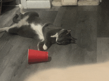 a cat laying on its back next to a red cup on the floor