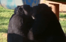 Monkey Kiss Monkey Kissing GIF - Monkey Kiss Monkey Kissing Monkey Gif GIFs