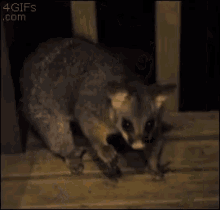 Possum GIF - Possum GIFs