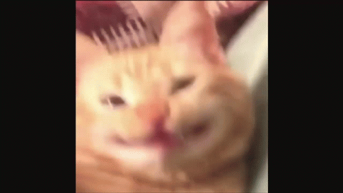 cat smiles