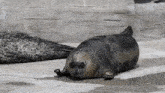 a seal is laying on the ground in front of a rock wall .