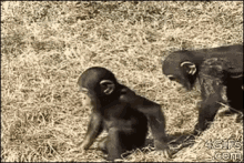Monkey Sibling Fight GIF - Monkey Sibling Fight Push GIFs