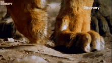 Panja Tiger GIF - Panja Tiger Lion GIFs