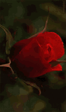 Rosas Bonitas GIF - Rosas Bonitas Rose Bloom GIFs