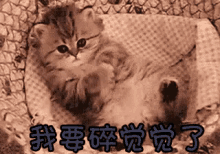 睡觉，碎觉，晚安，猫咪，毛茸茸，可爱 GIF - Cat Kitten Fluffy GIFs