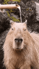 Capy Capybara GIF - Capy Capybara Capybara Chilling GIFs