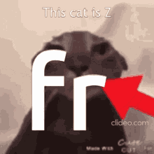 Cat This Cat Is Z GIF - Cat This Cat Is Z Zz GIFs