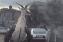 Getting A Ride GIF - Funny Animals Catching A Ride Off Work Like GIFs