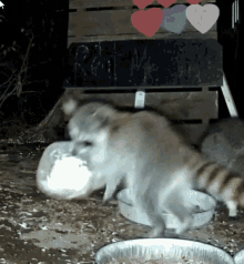 Yoink Raccoon GIF - Yoink Raccoon Wlcgif GIFs