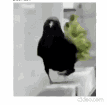 GIF