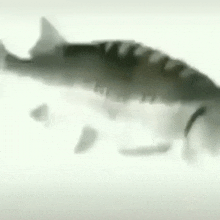 Fish Spin GIF - Fish Spin - Discover & Share GIFs