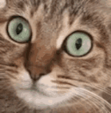 Cat Hiccup GIF - Cat Hiccup GIFs
