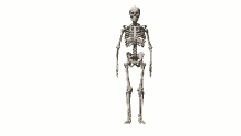 dying skeleton