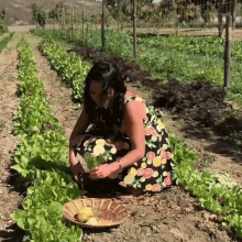 Picking Lettuce Tinger Hseih GIF - Picking Lettuce Tinger Hseih Dash Of Ting GIFs