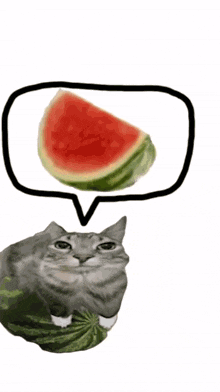 Cat Missle GIF - Cat Missle Watermelon GIFs