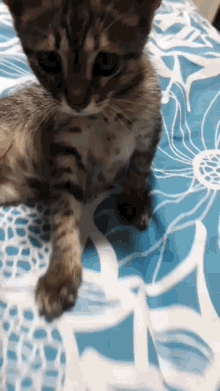 Tifoe GIF
