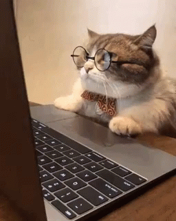 Business Cat Working GIF - Business Cat Working Cat GIFs