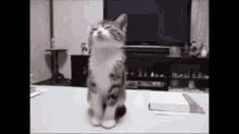 眠い　猫　ねこ GIF - Cat GIFs