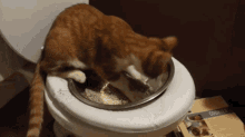 How To Potty Train A Cat GIF - How To Potty Train A Cat GIFs