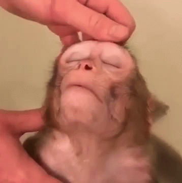Funny Animals Monkey GIF - Funny Animals Monkey Adorable - Discover & Share  GIFs