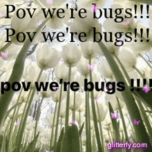 Pov We'Re Bugs We Are Bugs GIF - Pov We'Re Bugs Bugs We Are Bugs GIFs