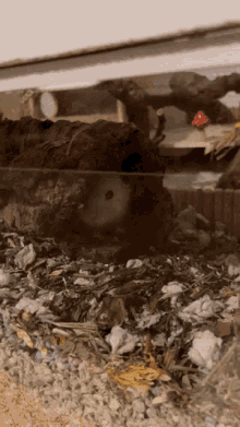 Lurking Hamster GIF - Lurking Lurk Hamster GIFs
