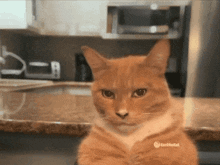 Mewing Cat Mogging GIF