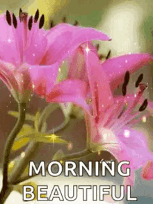 morning beautiful sparkles flowers