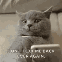 scared nervous texting cat dont text me back again