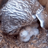 Owlets GIF - Owlets GIFs