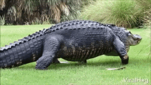 Crocodile Sneaking GIF - Crocodile Sneaking Crawling GIFs